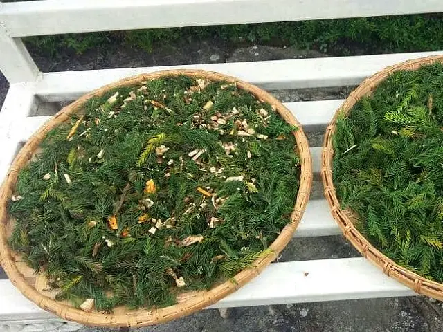 Sikkim – The scent of traditional cleansing & healing in the Himalaya