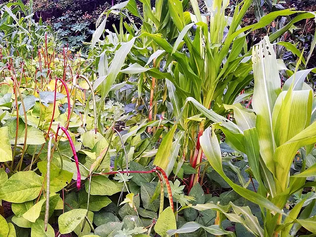 What actually is permaculture?