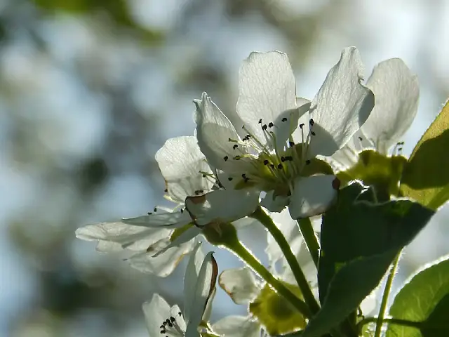 Stevia, the natural sweetness without calories!