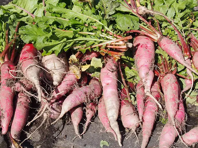 Fermented Saltless Radish Image One
