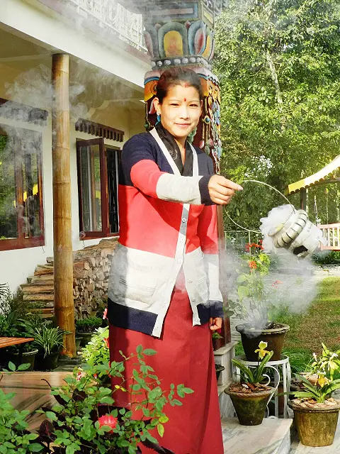 Incense-plants of the Himalayas Image