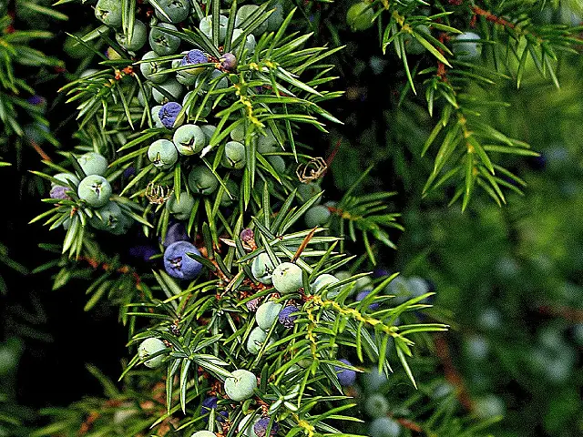 Juniper tree Image
