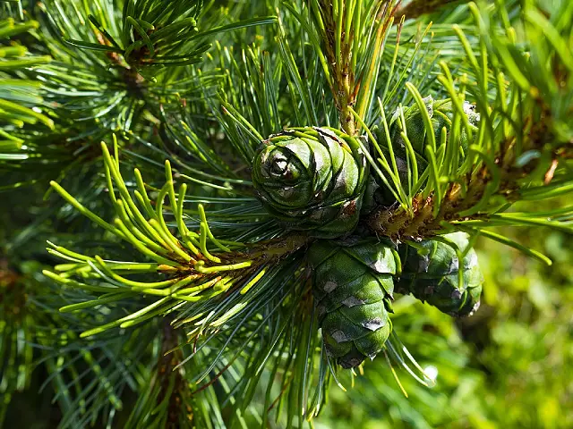 Cedar tree Image