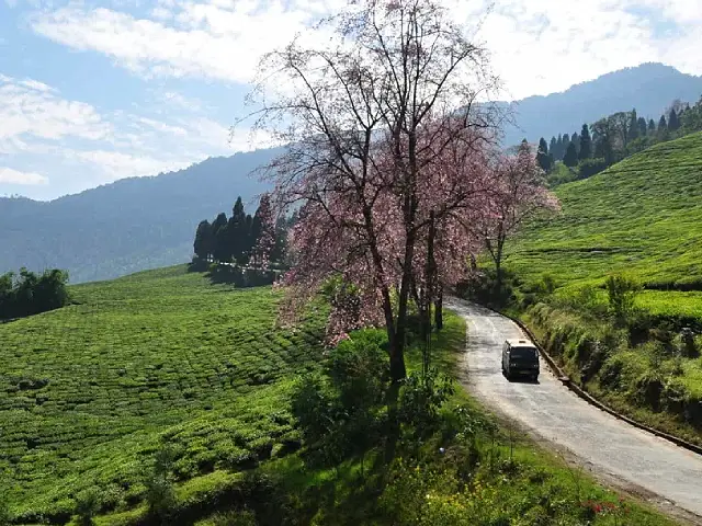 Rice Fields of Martam & Temi Tea Garden Image