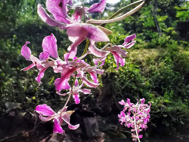 Eco Tourism Sikkim Image three