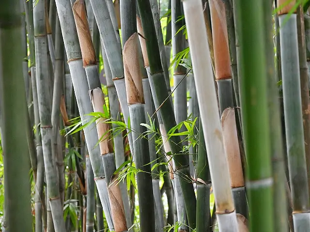 Principals of Eco Tourism - Image One 