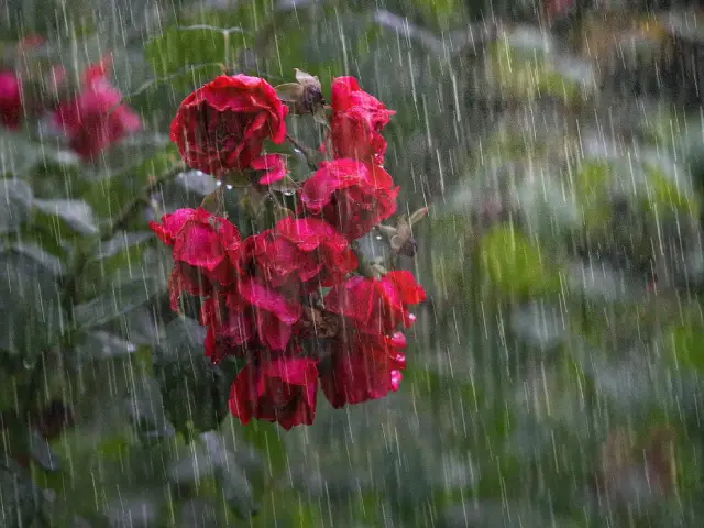 Monsoon Special