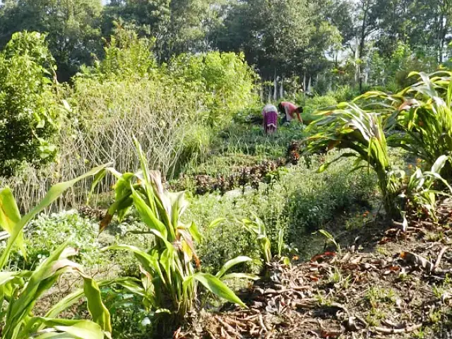 Bamboo Retreat Hotel Garden Organic Garden image two