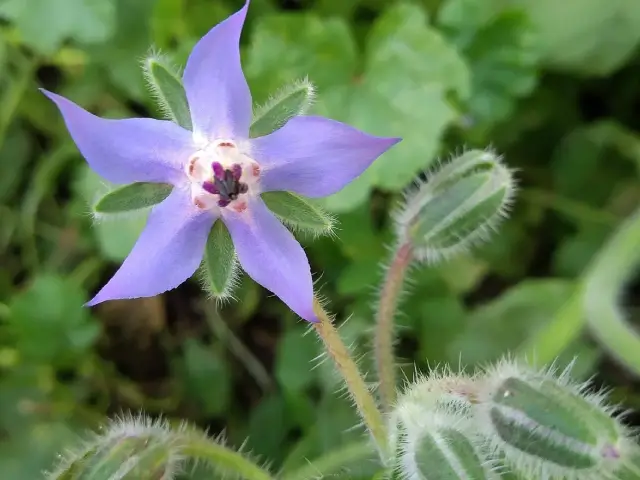 Permaculture is diverse and full of life Image