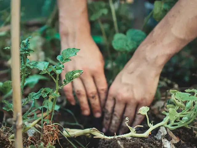 Permaculture is diverse and full of life Image three
