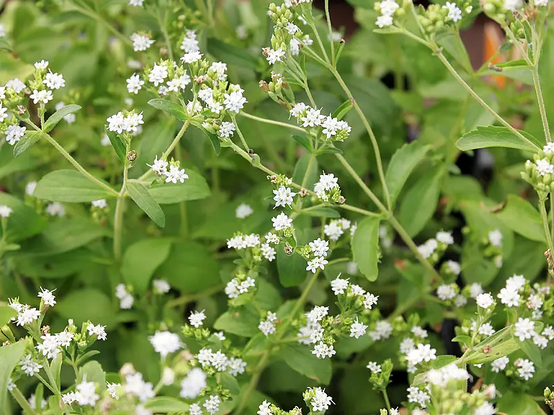 Stevia, the natural sweetness Image