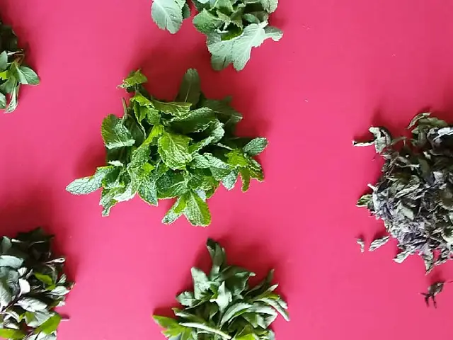 Stevia, the natural sweetness without calories - Image One 