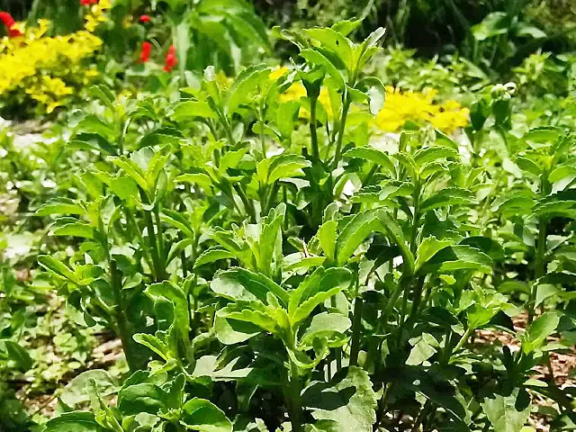 Stevia, the natural sweetness without calories - Image Three 