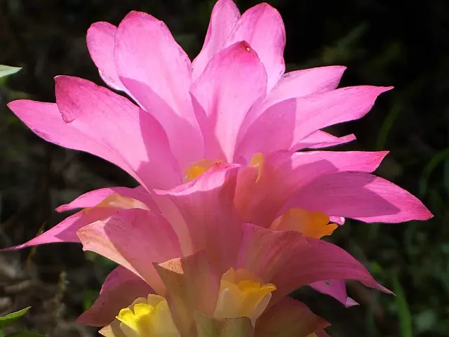 Black Turmeric - Image Two