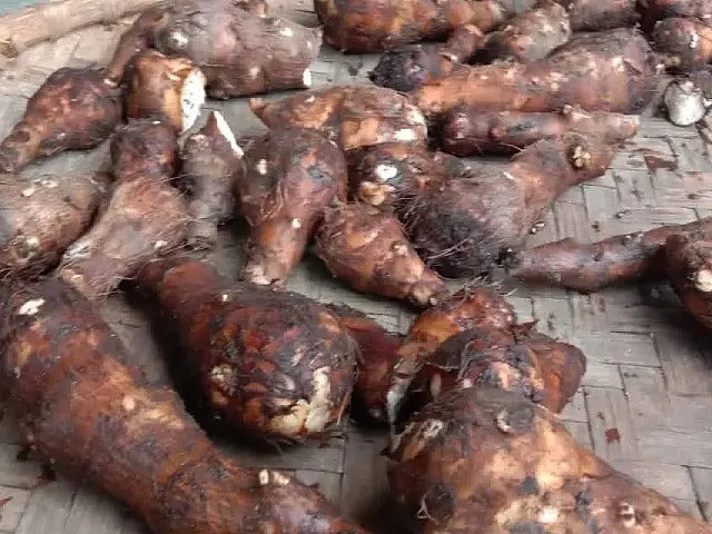 Taro roots are edible when processed correctly by soaking Image